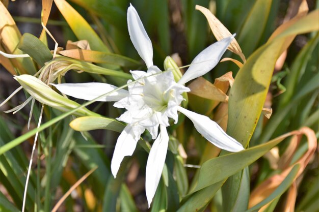 Close-up of white flowering plants