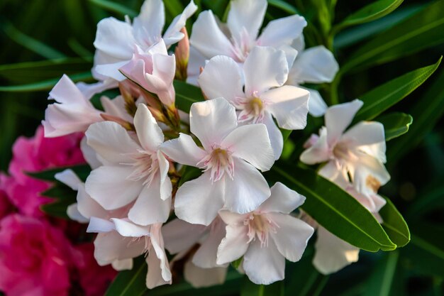 Close-up of white flowering plants