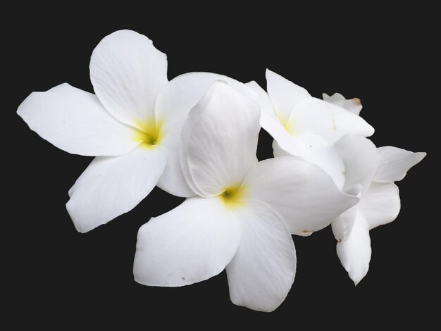 Foto close-up di fiori bianchi su sfondo nero