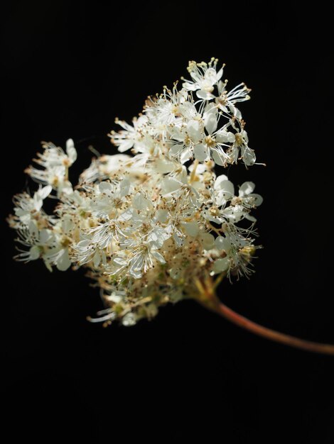 Foto close-up di fiori bianchi su sfondo nero