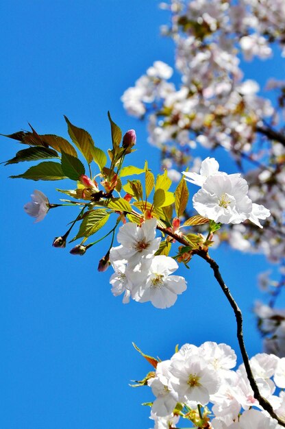 Close-up of white flowers against blue sky