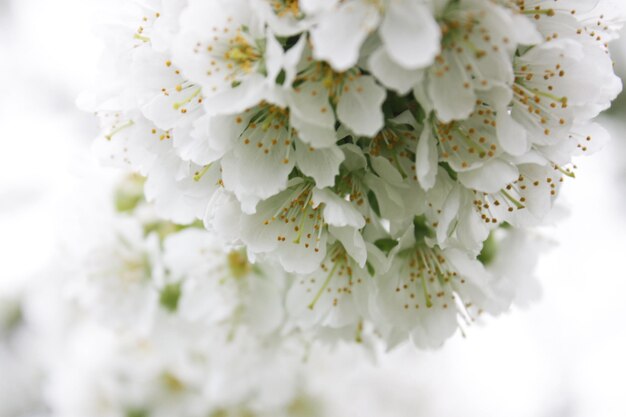 Photo close-up of white flowers against blurred background