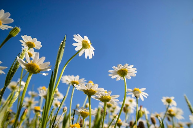 Close-up of white flowers against clear blue sky