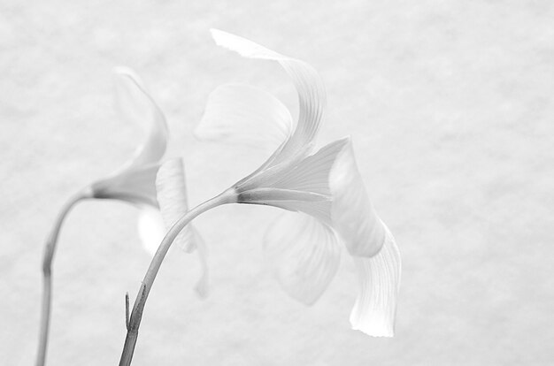 Foto close-up di fiori bianchi contro il muro