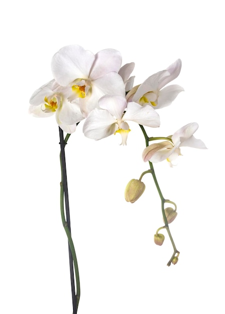 Photo close-up of white flowers against white background