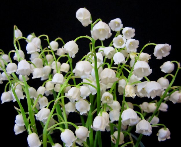 Foto close-up di fiori bianchi che fioriscono su uno sfondo nero