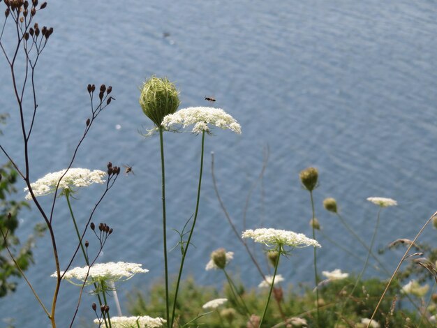 Close-up of white flowers blooming by lake