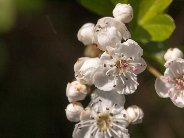 Photo close-up of white flowers blooming during sunny day