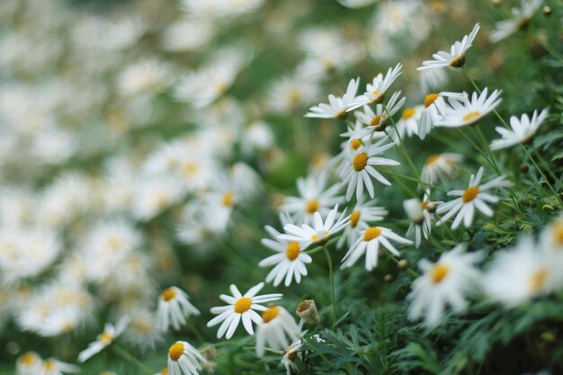 Photo close-up of white flowers blooming in field