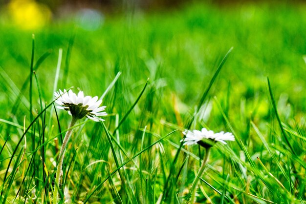 Close-up of white flowers blooming on field