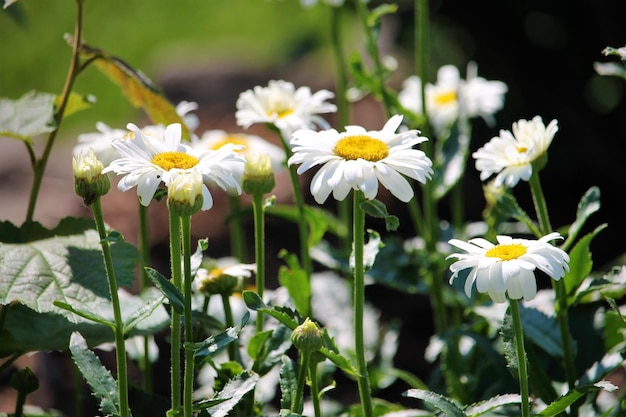 Close-up of white flowers blooming on field