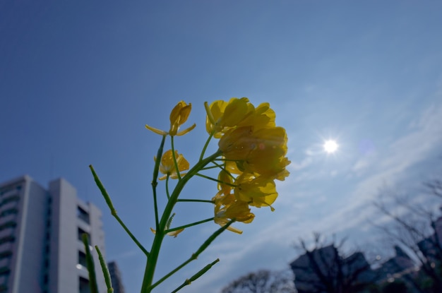 野原でく白い花のクローズアップ