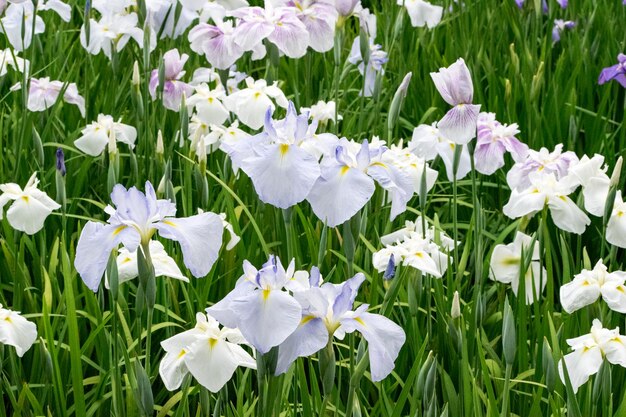 Foto close-up di fiori bianchi che fioriscono nel campo