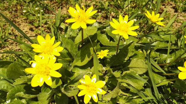 Close-up of white flowers blooming in field