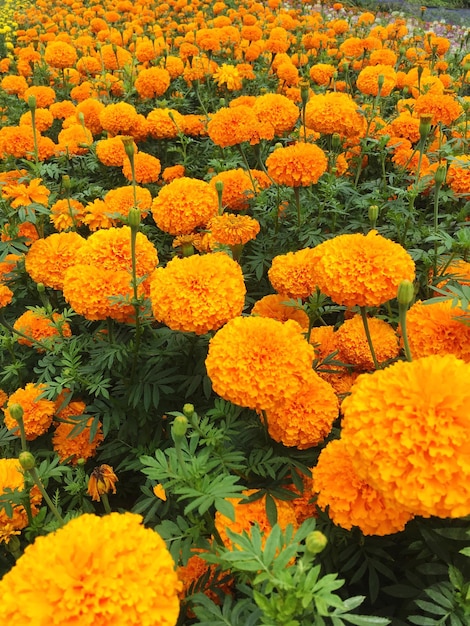 Close-up of white flowers blooming in field