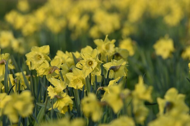 Close-up of white flowers blooming in field