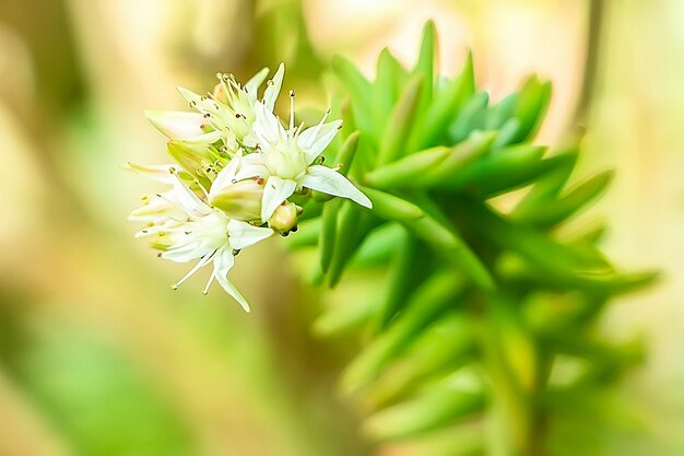 Photo close-up of white flowers blooming in garden