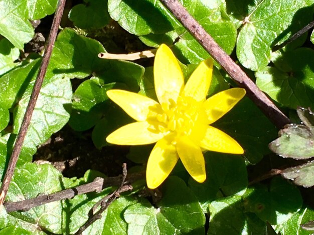 Close-up of white flowers blooming in garden