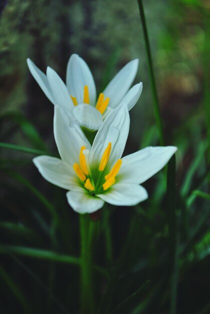 Foto close-up di fiori bianchi che fioriscono sulla terraferma