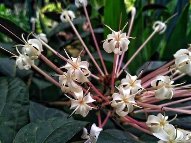 Photo close-up of white flowers blooming outdoors