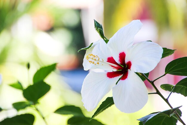 Photo close-up of white flowers blooming outdoors