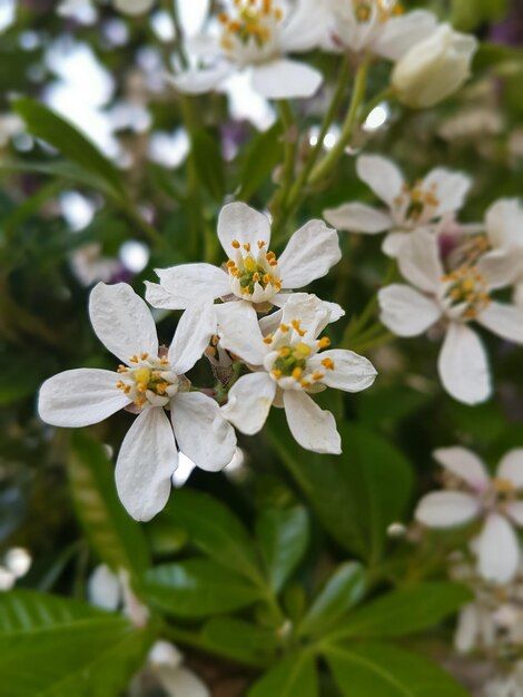 Foto close-up di fiori bianchi che fioriscono all'aperto