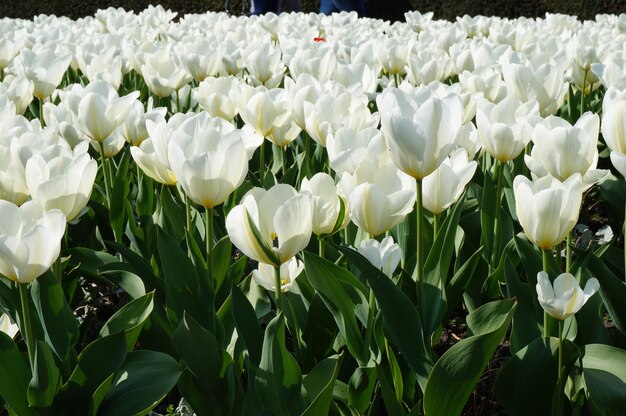 Close-up of white flowers blooming outdoors