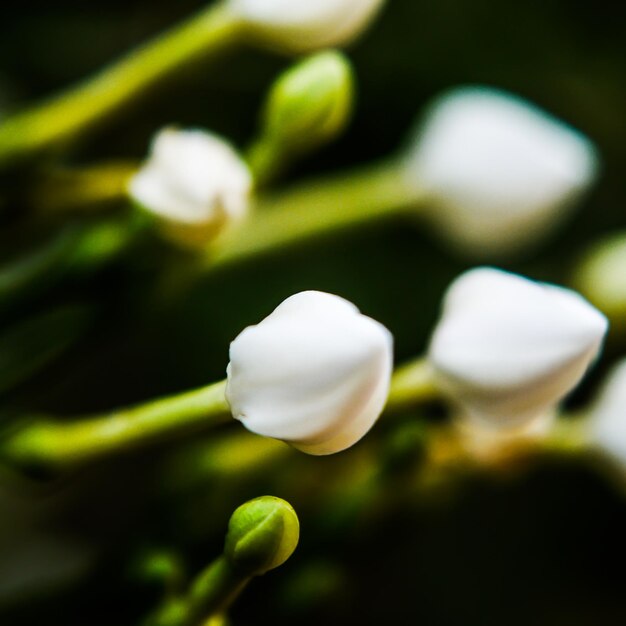 Close-up of white flowers blooming outdoors