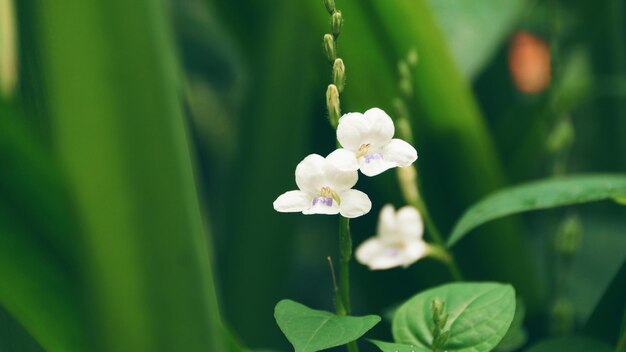 Close-up of white flowers blooming outdoors