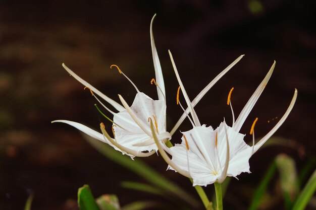 Foto close-up di fiori bianchi che fioriscono all'aperto