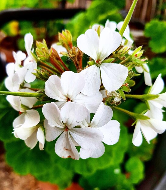 Close-up of white flowers blooming outdoors