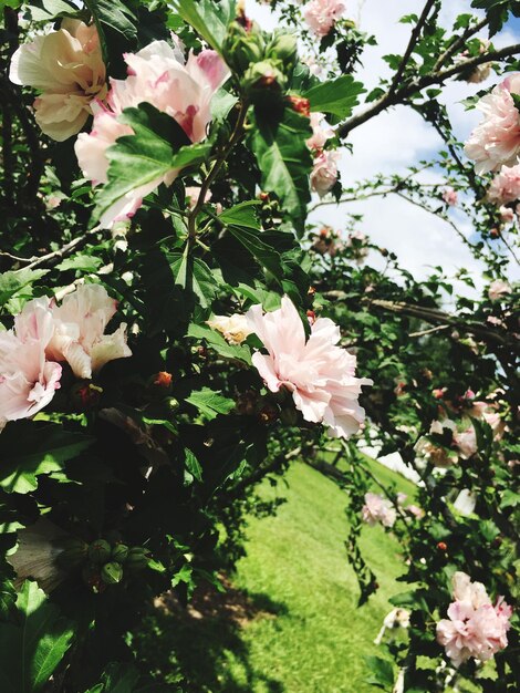 Close-up of white flowers blooming outdoors