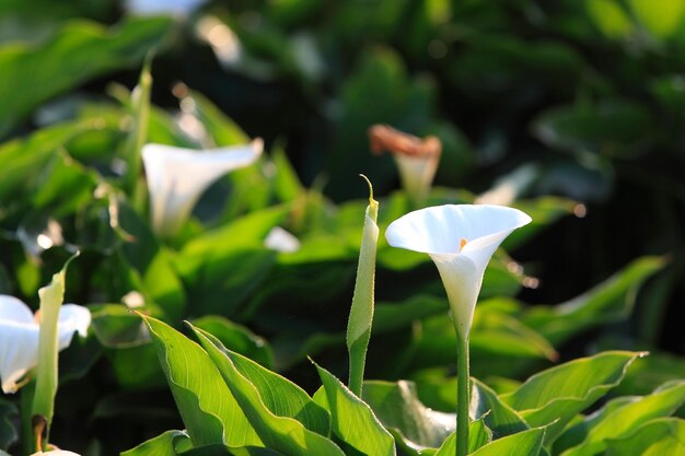 Foto close-up di fiori bianchi che fioriscono all'aperto