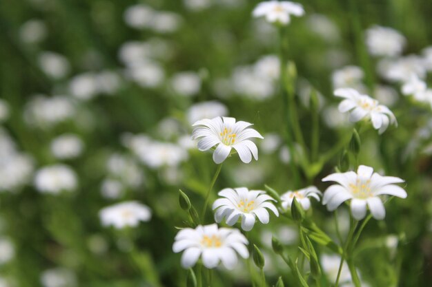 Close-up of white flowers blooming outdoors