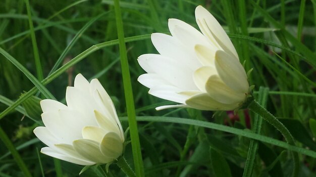 Close-up of white flowers blooming outdoors