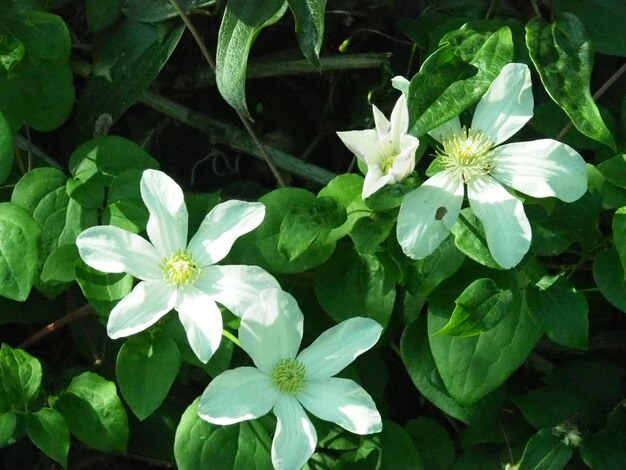 Close-up of white flowers blooming outdoors