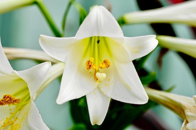 Close-up of white flowers blooming outdoors