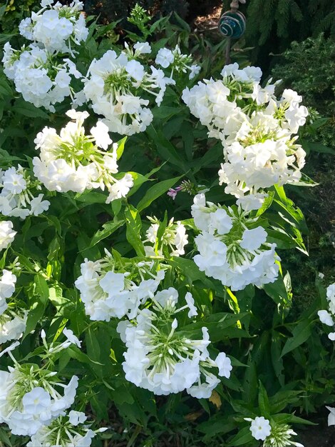 Close-up of white flowers blooming outdoors