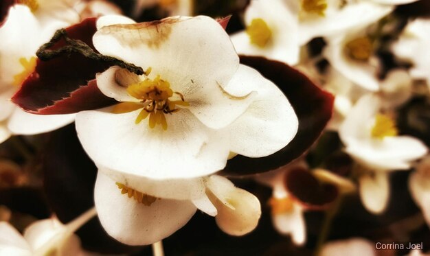 Photo close-up of white flowers blooming outdoors