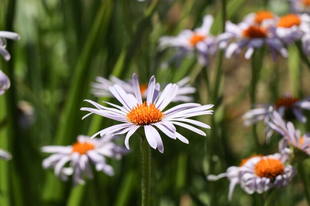 Close-up of white flowers blooming outdoors