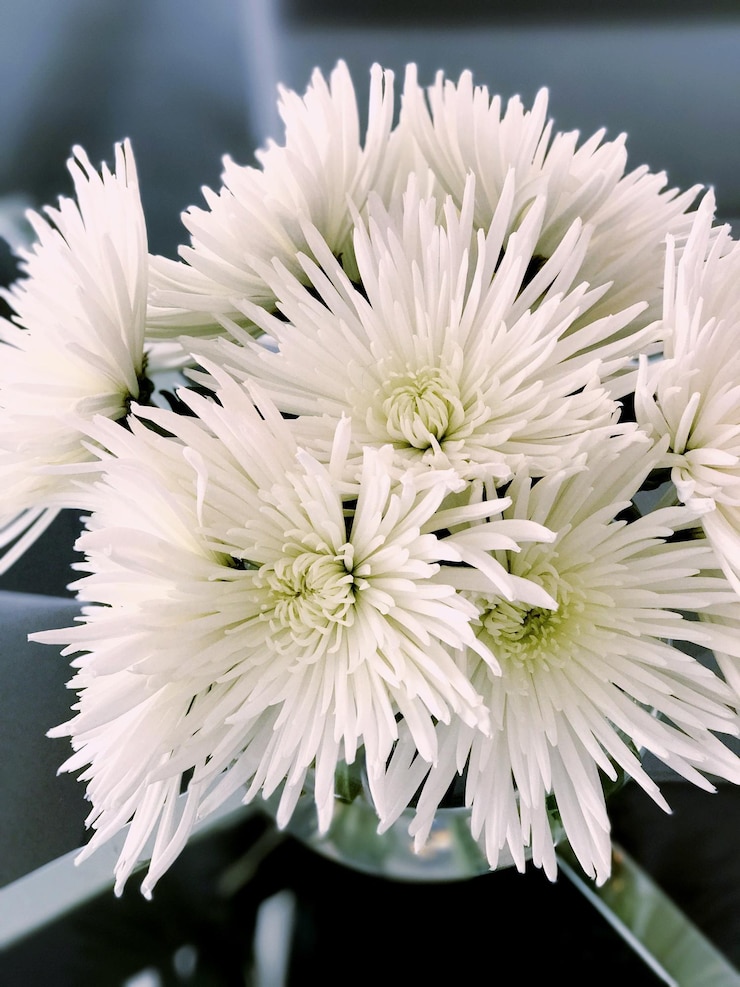 Photo 外でく白い花のクローズアップ