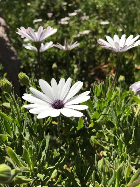 Foto close-up di fiori bianchi che fioriscono all'aperto