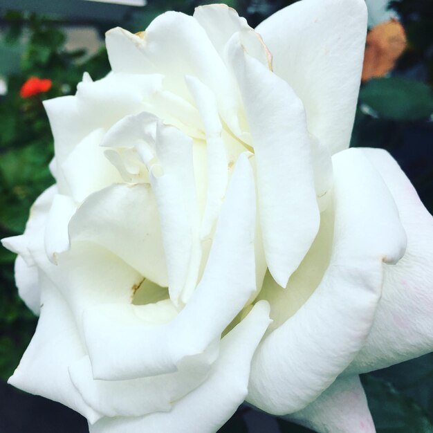 Photo close-up of white flowers blooming outdoors