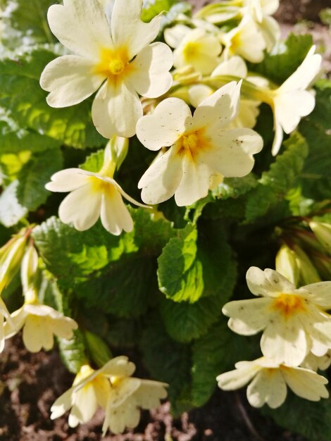 Close-up of white flowers blooming outdoors