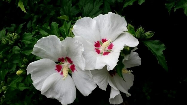 Close-up of white flowers blooming outdoors