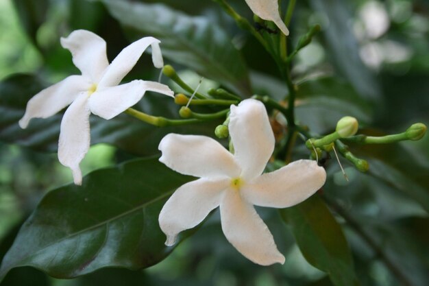 Close-up of white flowers blooming outdoors