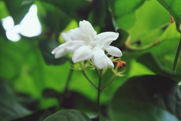 Close-up of white flowers blooming outdoors