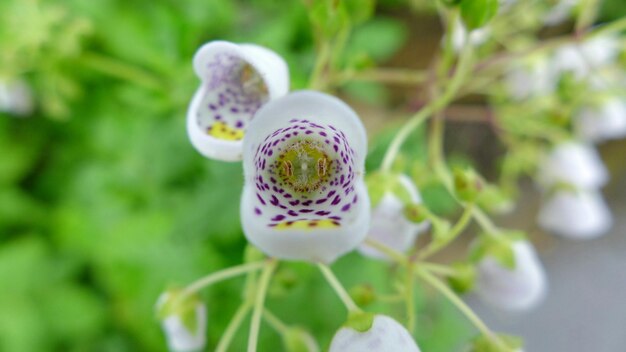 Foto close-up di fiori bianchi che fioriscono all'aperto