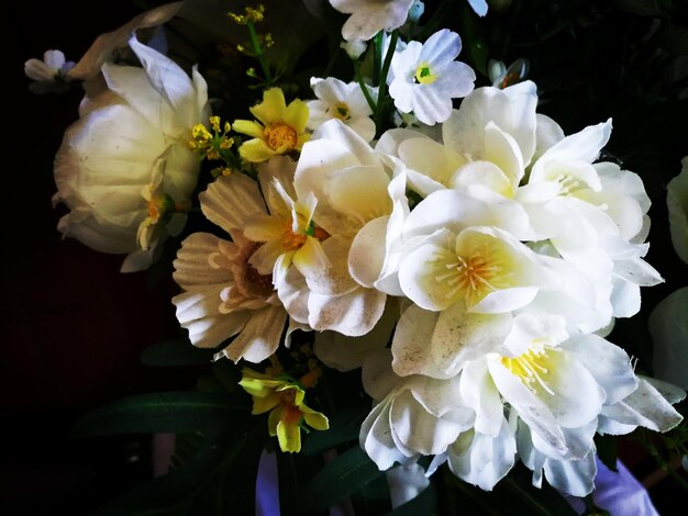 Close-up of white flowers blooming outdoors