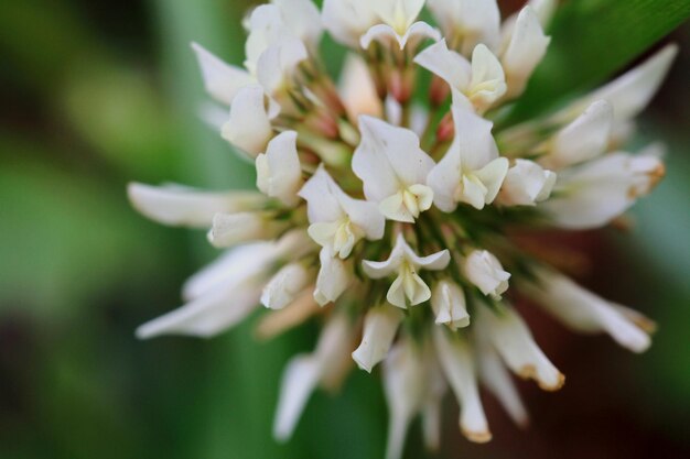 Close-up of white flowers blooming outdoors